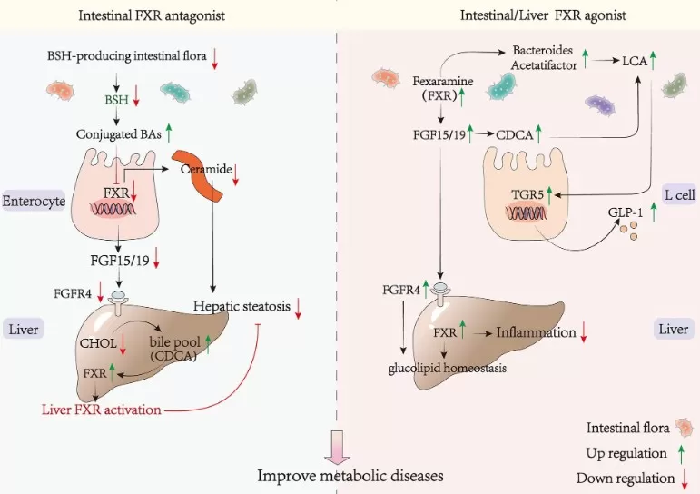Mechanism diagram summarizing how FXR agonists/antagonists regulate bile acid synthesis (↓CYP7A1/↓CYP8B1), ceramide pathways, GLP-1/energy metabolism, and their links to NAFLD/NASH, obesity, and diabetes.